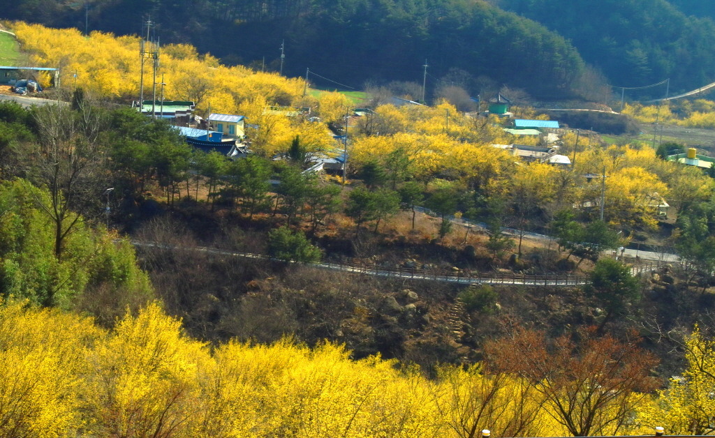 카페하동꽃길 이미지