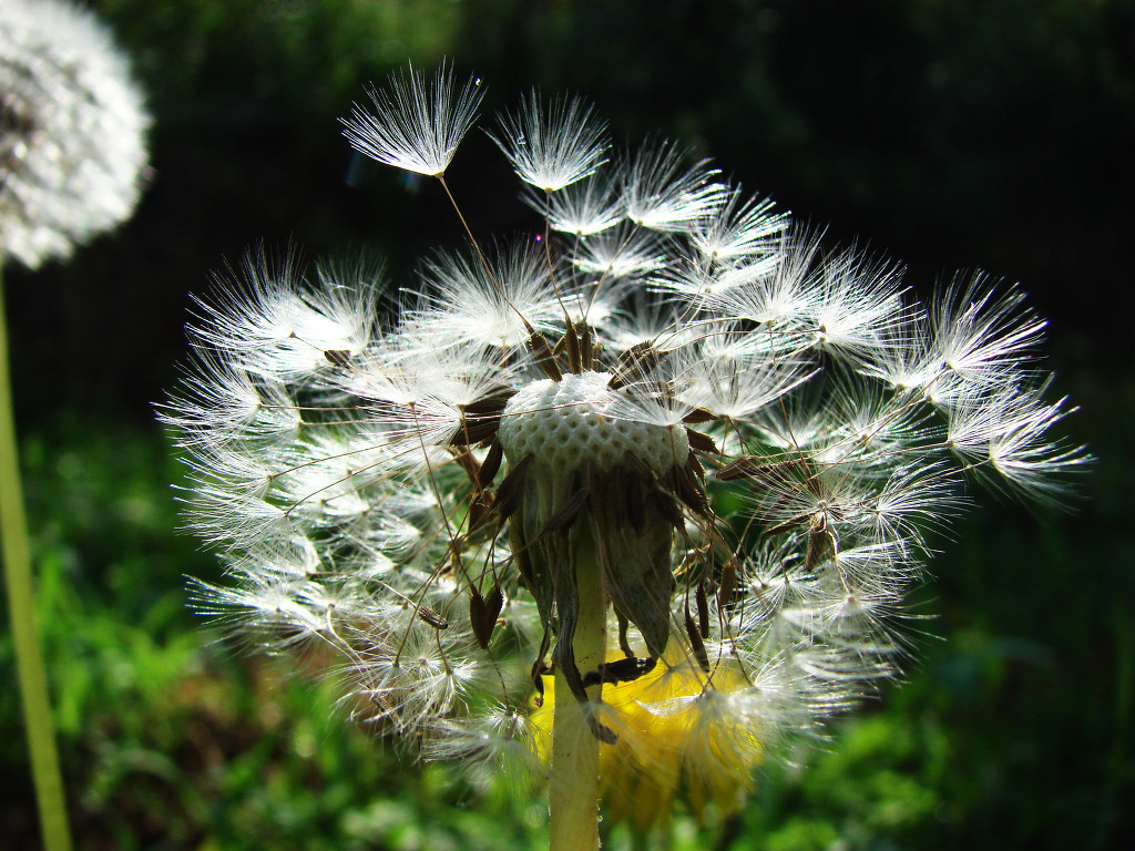 어린왕자의들꽃사랑마을