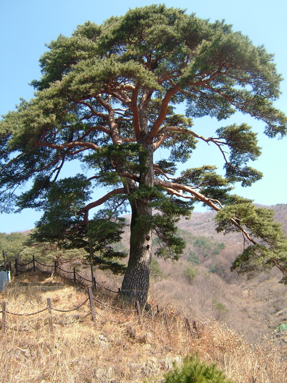 천년송가는길 이미지