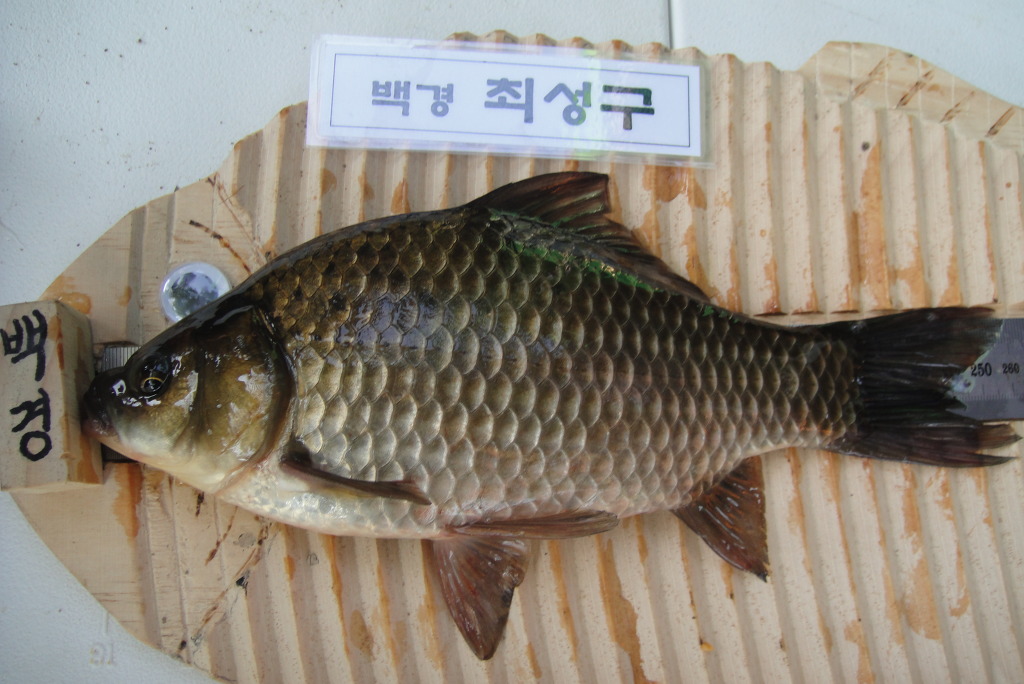 도진주 이미지
