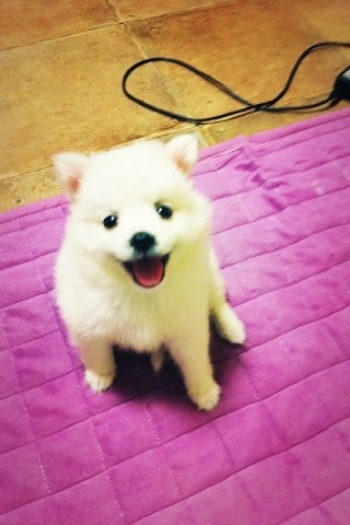 예쁜여우 이미지