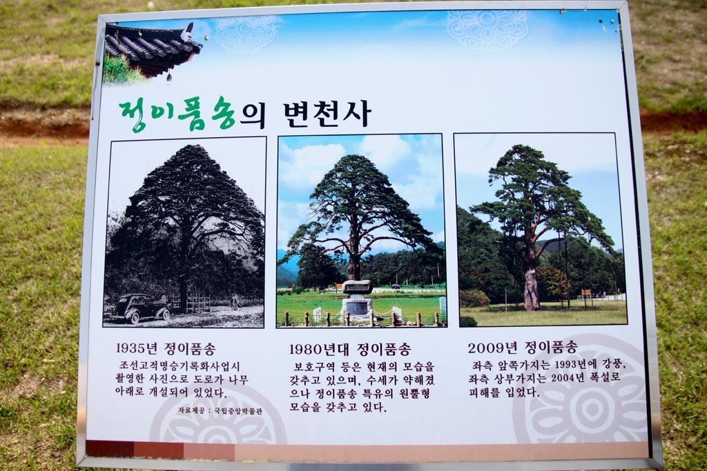 정이품 이미지