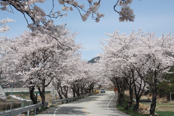 벚꽃길 이미지
