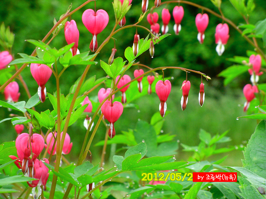 꽃쑤니 이미지