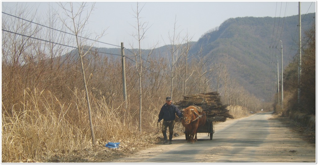 소 달구지 이미지