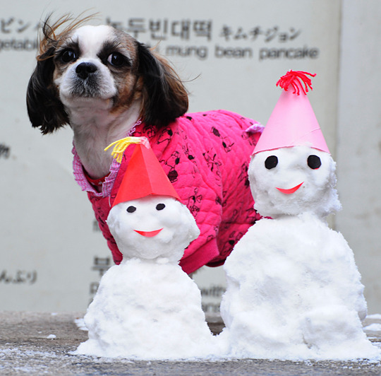 얼음꽃 이미지