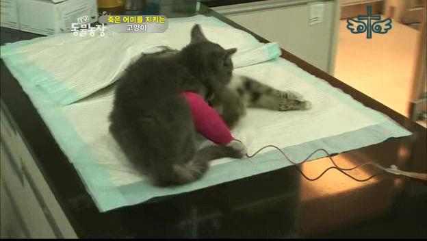 낭만고양이 이미지
