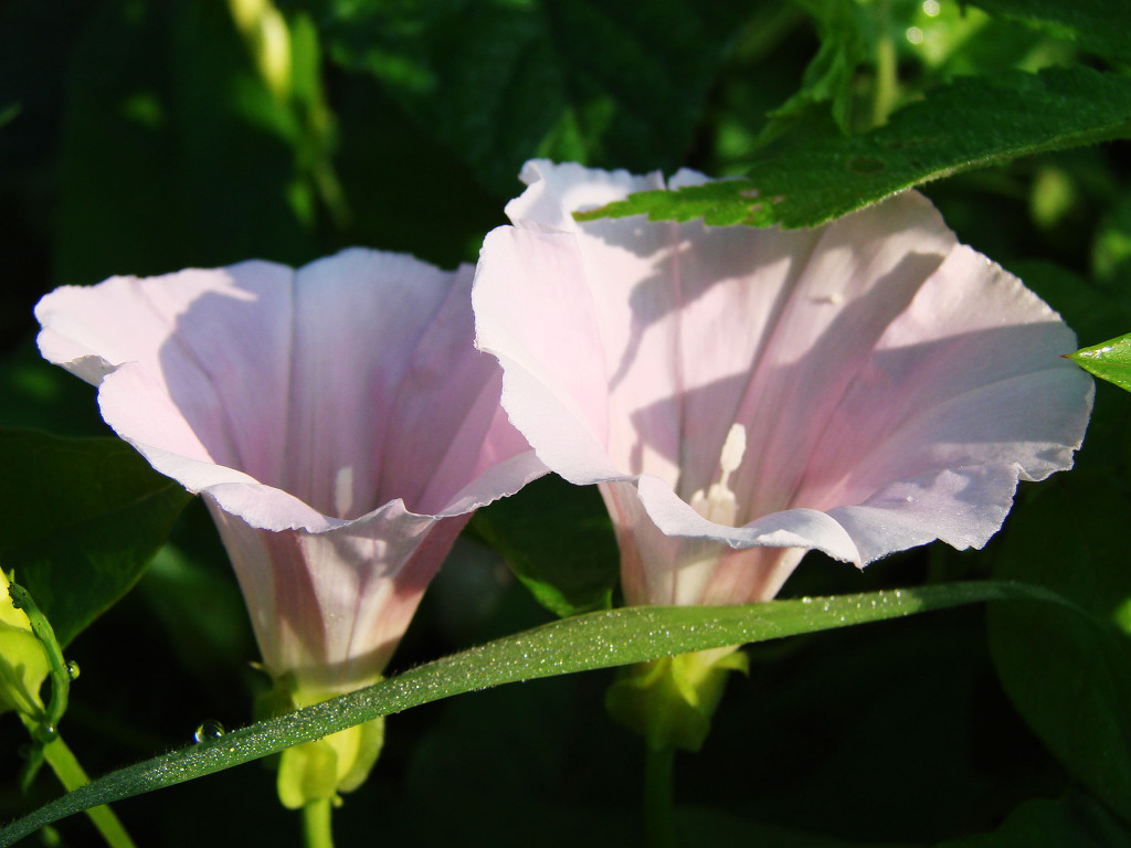 어린왕자의들꽃사랑마을