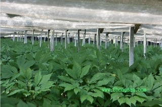 금산고려홍삼(주) 이미지