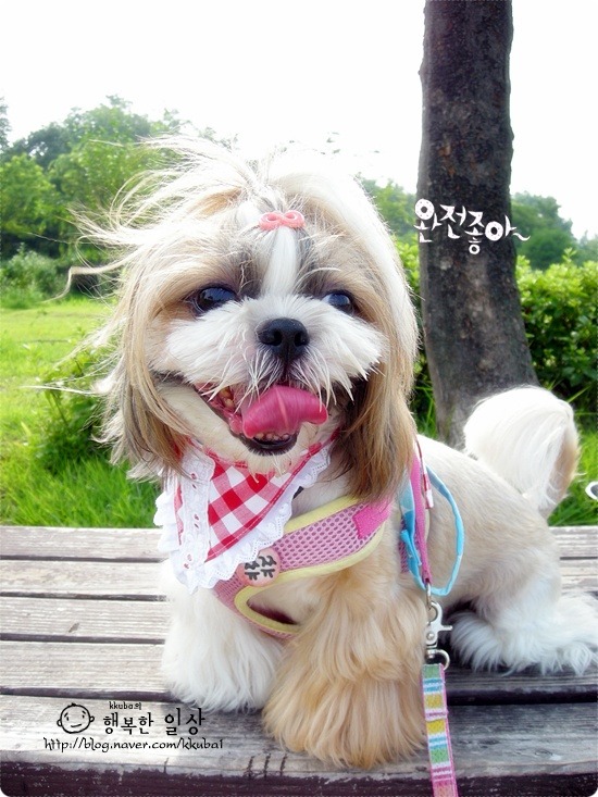 쮸쮸니 이미지