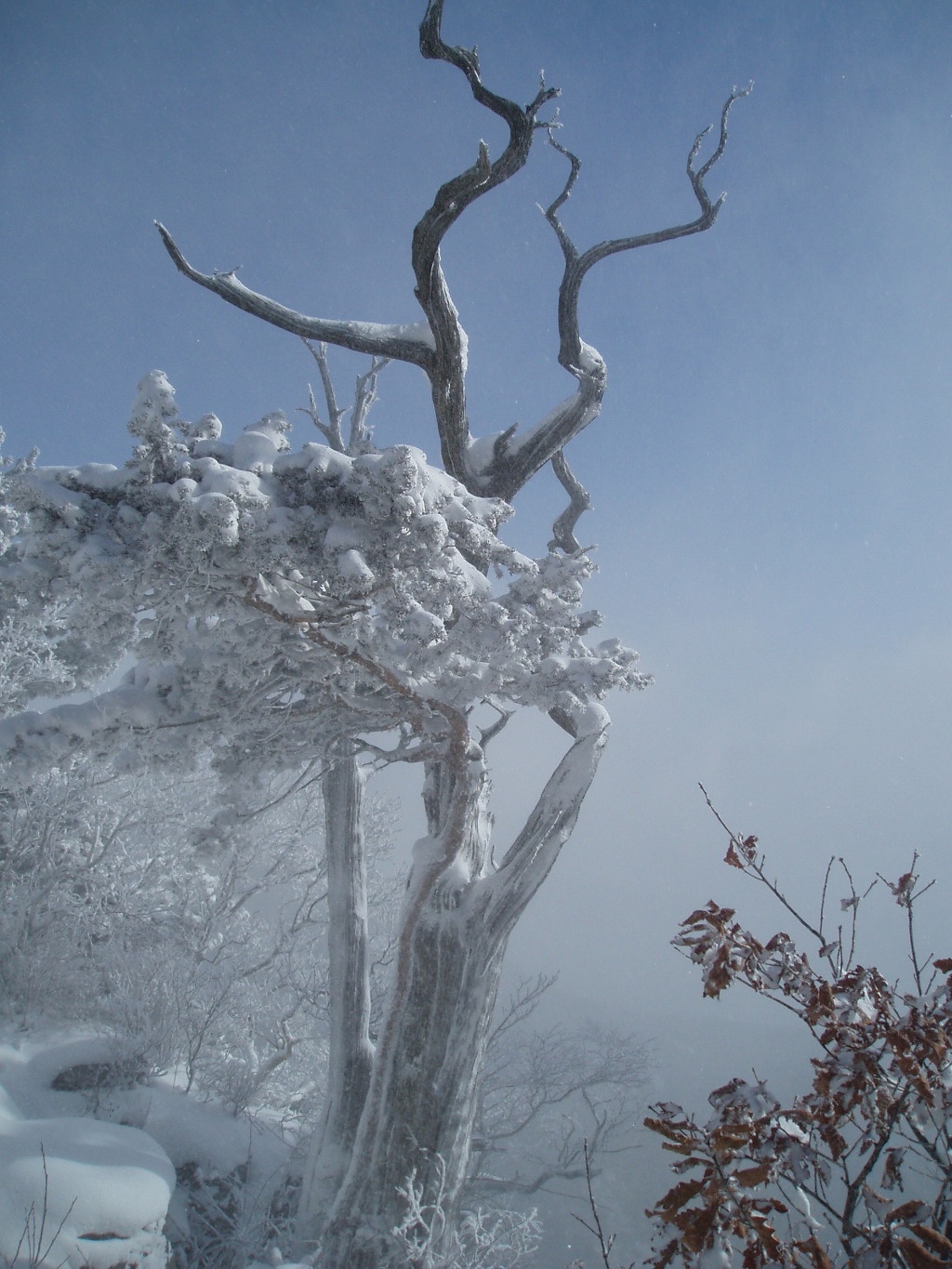지리산서바이벌 이미지