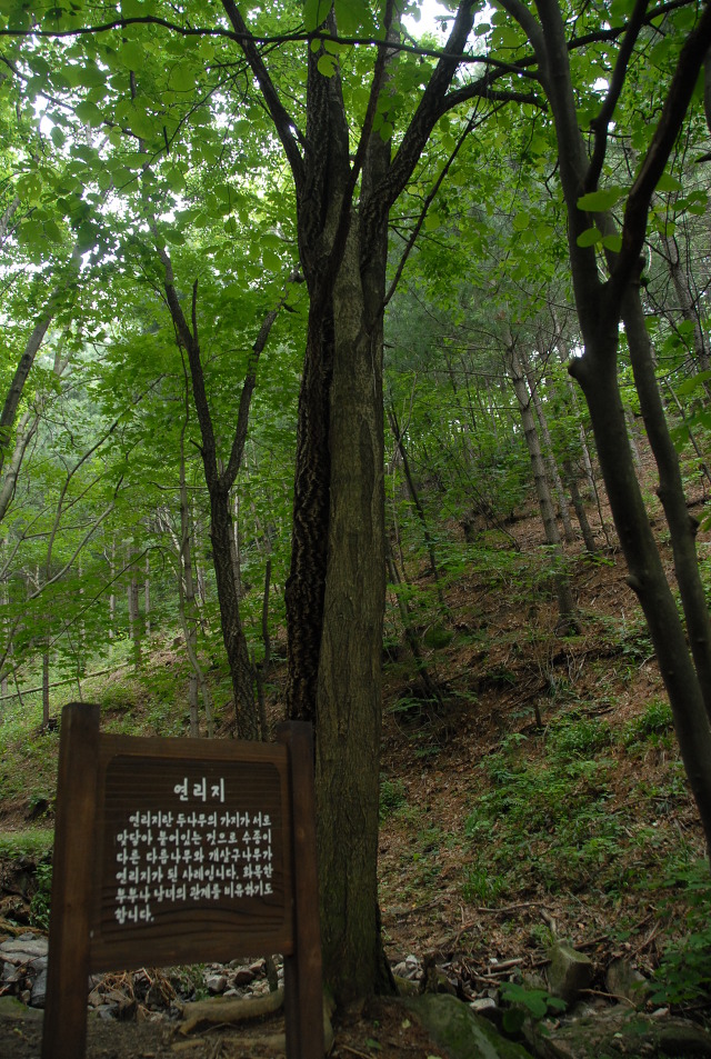 산음자연휴양림 이미지