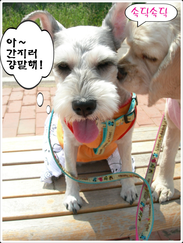 영심이 이미지