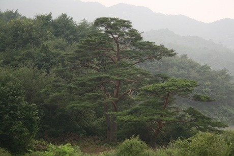 라유라 이미지
