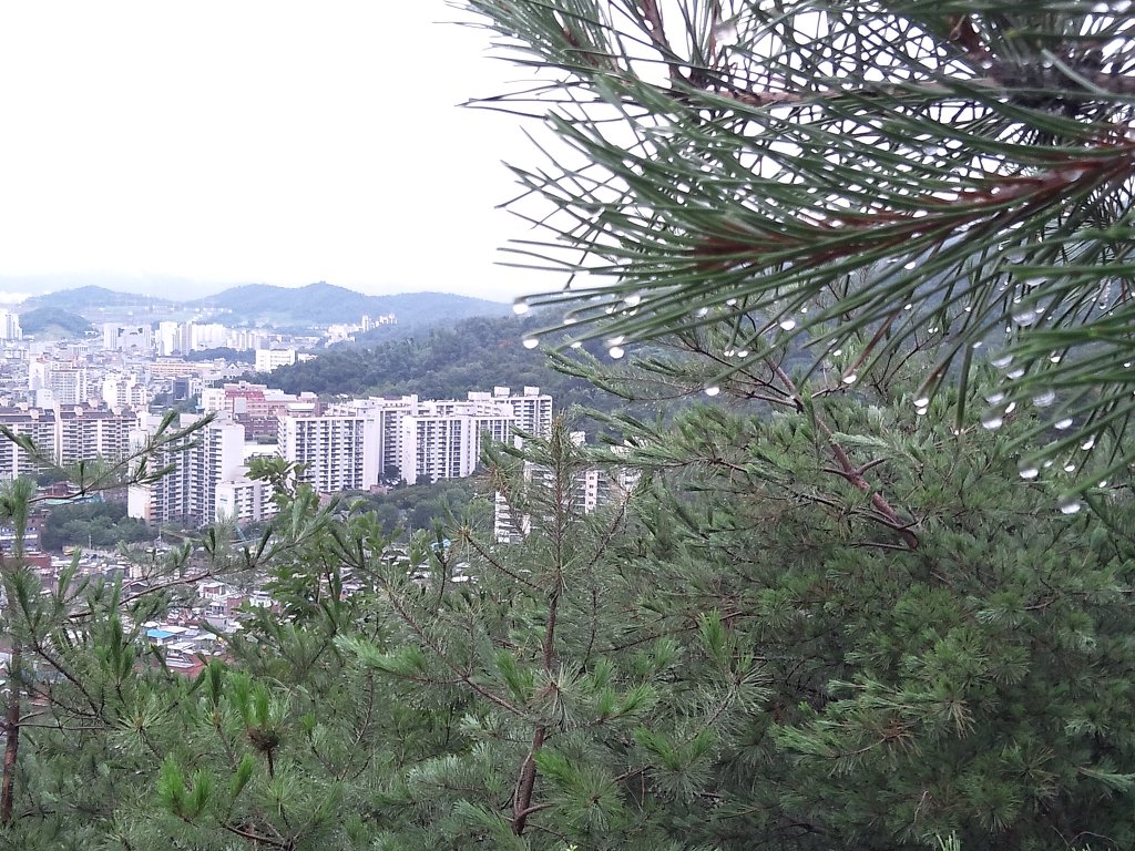 숲단비 이미지
