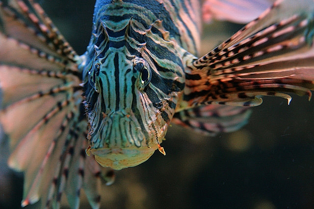 173FD44A4D4EA78C3139EA