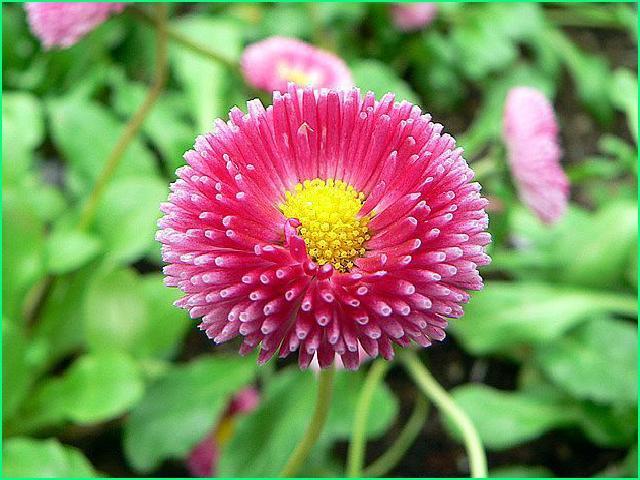데이지(daisy) 이미지