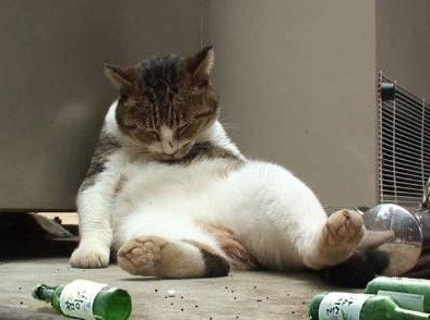 낭만고양이 이미지