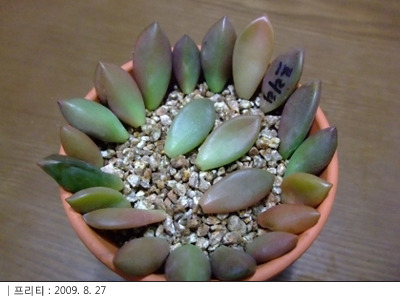 초연다육 이미지