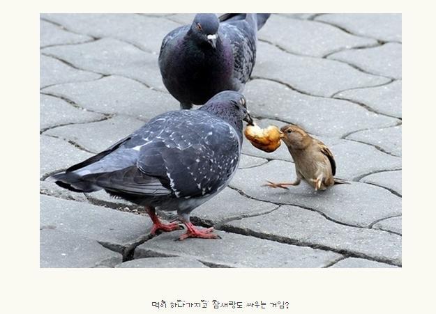 불호 100%에 도전하는 조류.jpg | 인스티즈