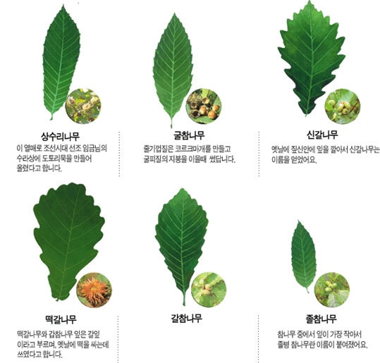 참나무식품 이미지