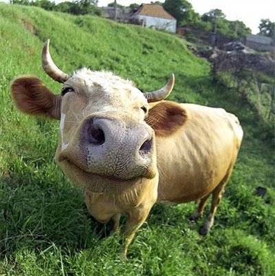 복이 이미지