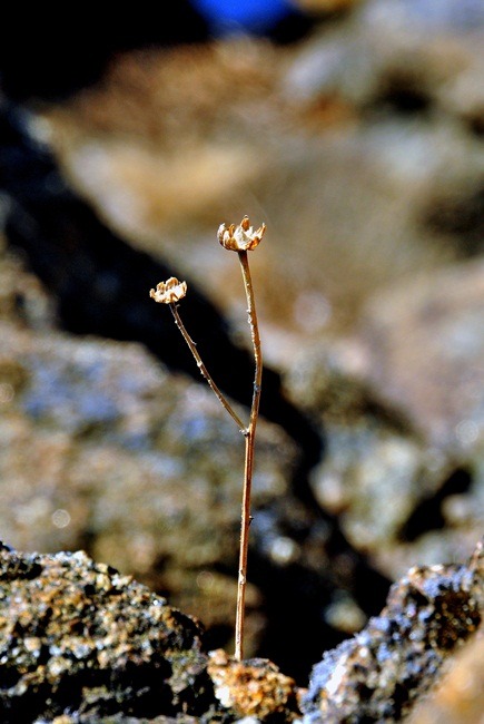 지리산내음 이미지
