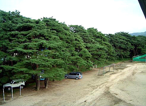 송림(松林) 이미지