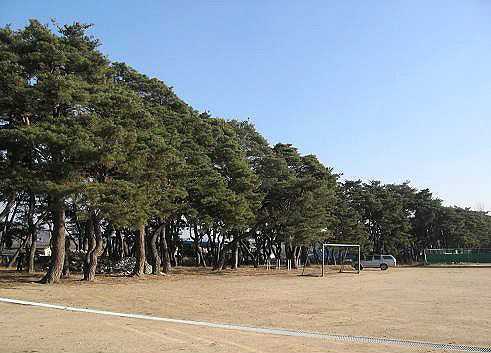 송림(松林) 이미지