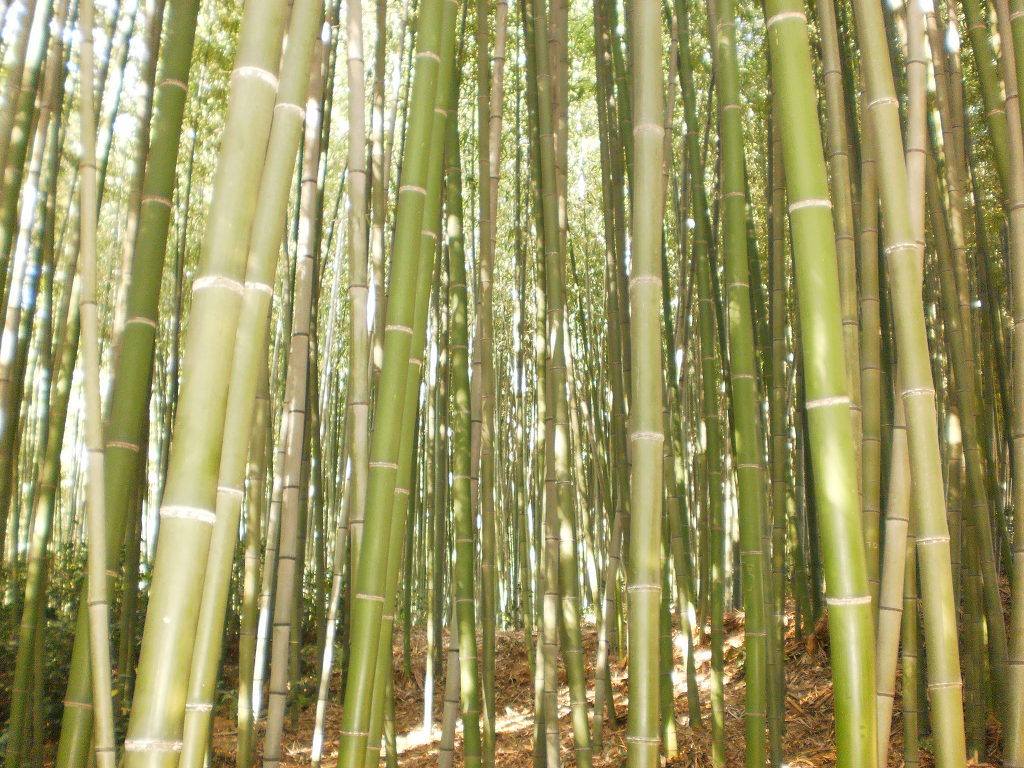 죽림원 이미지
