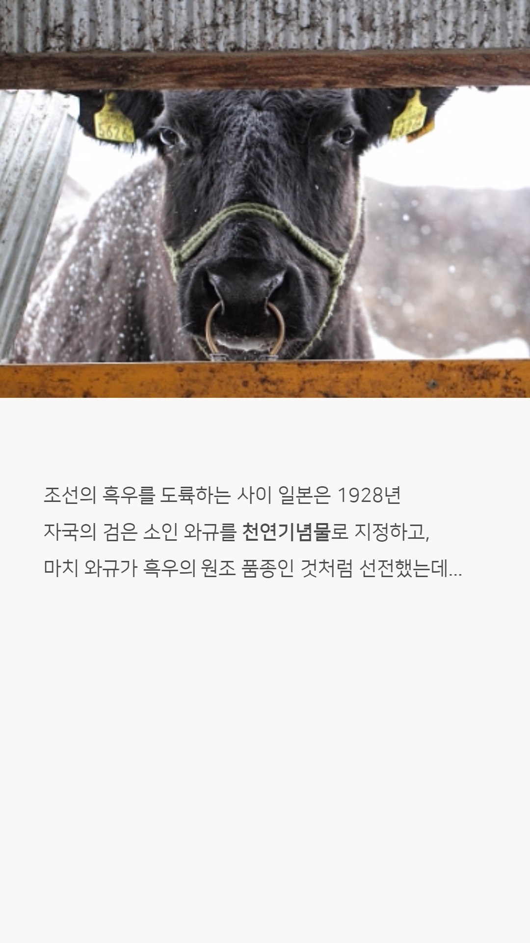 우리나라 한우는 왜 황색일까?jpg | 인스티즈