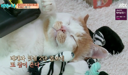 [마리와나] 뚱보냥 호동이 다이어트 시키기 (feat.먼지) | 인스티즈