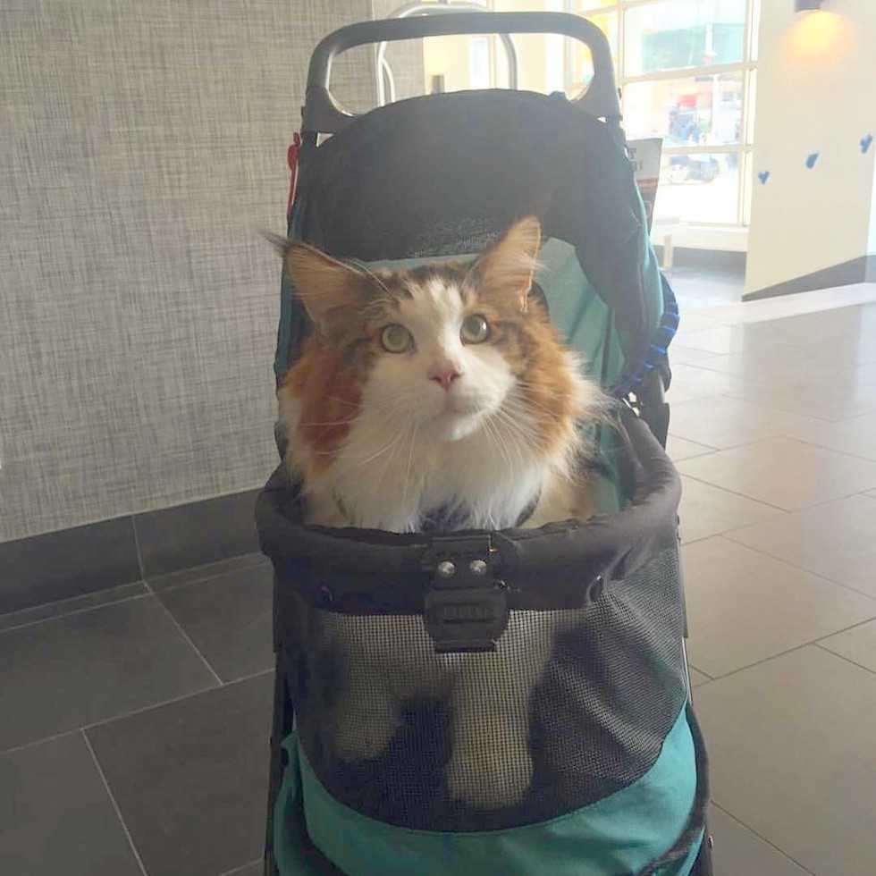뉴욕에서 제일 큰 냥이.jpg | 인스티즈