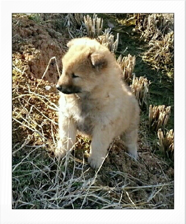 곰순이 이미지