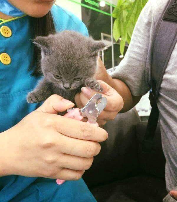 강아지 고양이 발톱 깎을때 반응 차이.jpg | 인스티즈
