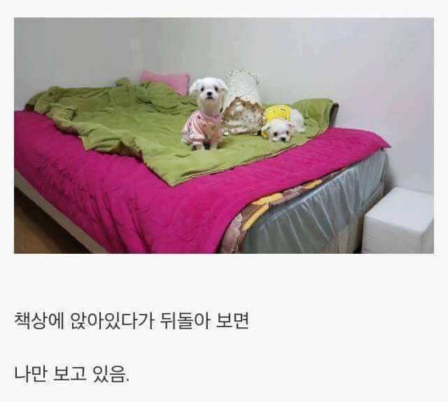 강아지를 키우면 생기는일.jpg | 인스티즈