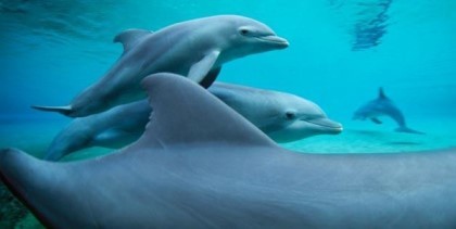 동성애를 하는 동물들 | 인스티즈