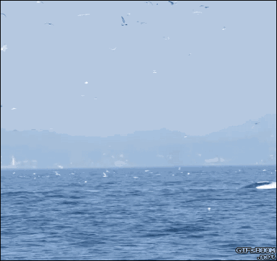 먹을걸로 장난치는 범고래 | 인스티즈