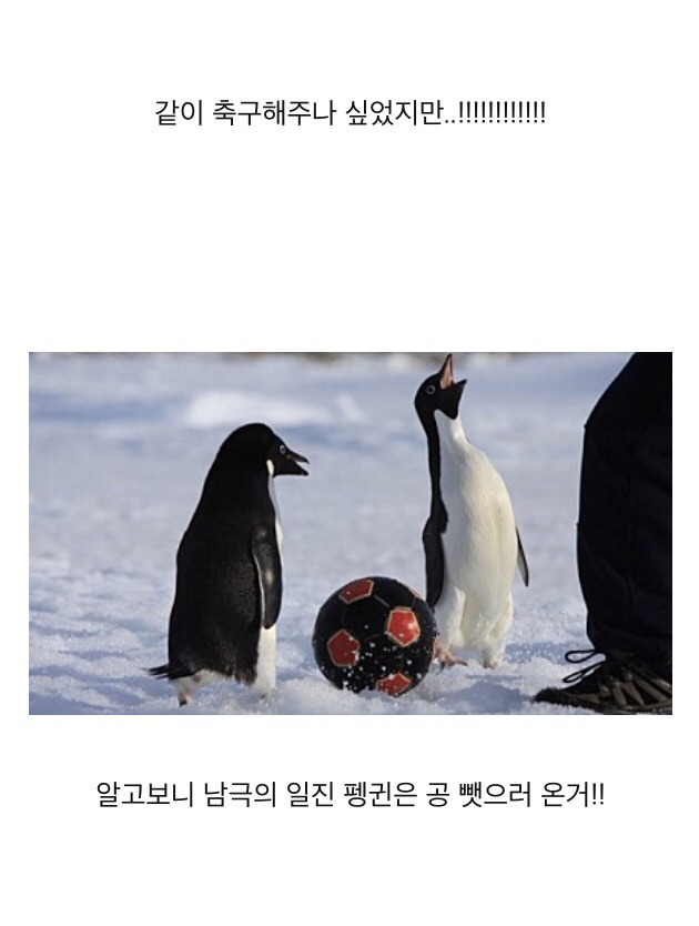 흔한 남극의 일진.jpgif | 인스티즈
