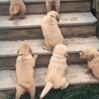계단이 버거운 멍뭉이들.gif | 인스티즈
