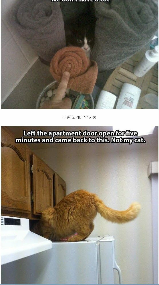 내 고양이 아님 | 인스티즈