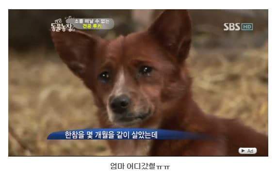 의리빼면 시체인 강아지 | 인스티즈