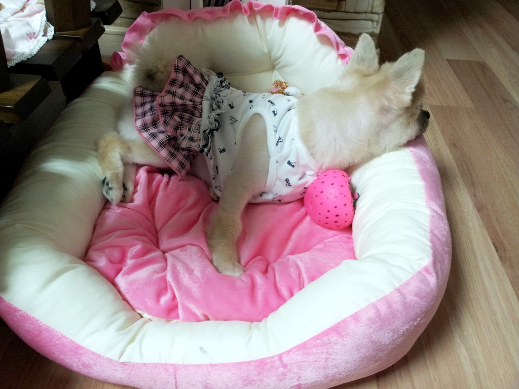 뽐이네 이미지