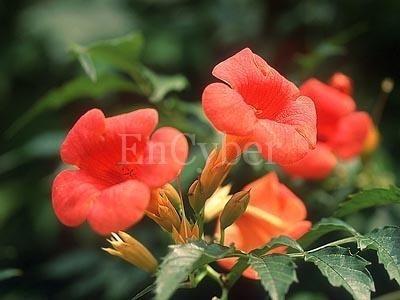 빙그래 이미지