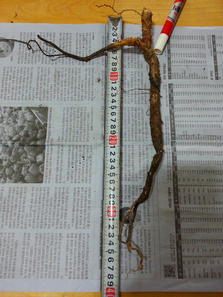 산삼애 이미지