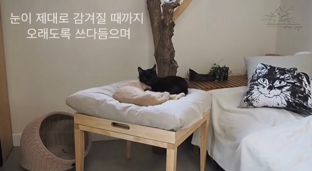 내 고양이의 장례식(슬픔주의) | 인스티즈