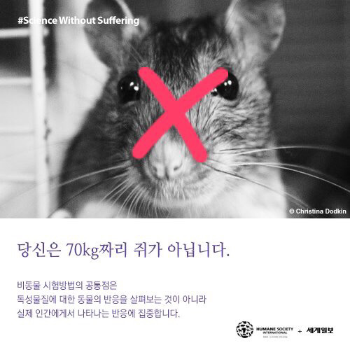 [필수!] 동물실험반대서명 하고가세요!!! 당신의 한서명이 몇천 몇만마리의 동물들을 살립니다!!! 서명하고 하는일마다 잘풀리는 복받아가세요~!! | 인스티즈