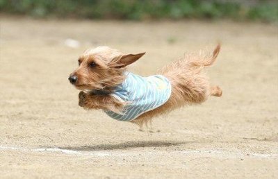사람들이 모르는 강아지의 숨겨진 능력.jpg | 인스티즈
