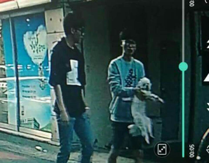 강아지를 찾습니다 | 인스티즈