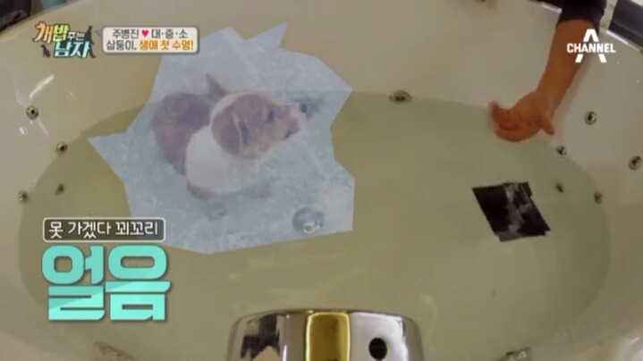 [개밥주는남자] 웰시코기 삼둥이 대중소의 일상.jpg | 인스티즈